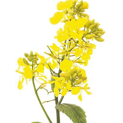 Fleurs de bach mustard