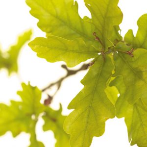 Fleurs De Bach N°22 - Oak (Chêne) - Biofloral - Flacon Neuf